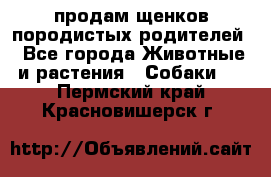 продам щенков породистых родителей - Все города Животные и растения » Собаки   . Пермский край,Красновишерск г.